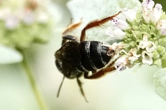 Halictus parallelus