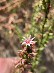 Sprengelia incarnata