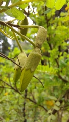 Sophora toromiro
