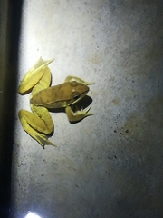 Lithobates maculatus