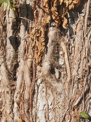 Toxicodendron radicans