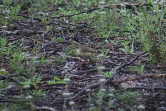 Acanthiza reguloides