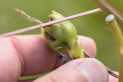 Silphium laciniatum × terebinthinaceum