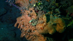 Spirastrella hartmani