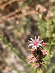 Sprengelia incarnata