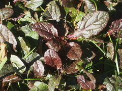 Ajuga reptans