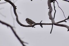 Melithreptus brevirostris