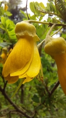 Sophora toromiro