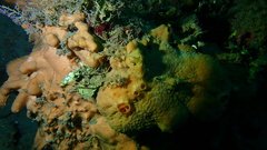 Spirastrella hartmani