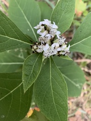 Crematogaster laeviuscula