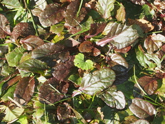 Ajuga reptans