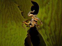 Pallenopsis macneilli
