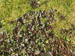 Ajuga reptans