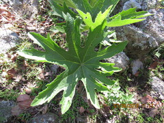 Psacalium megaphyllum