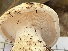 Clitocybe robusta
