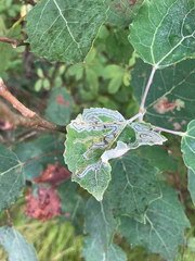 Phyllocnistis populiella