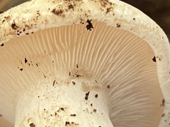 Clitocybe robusta