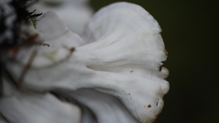 Bondarzewia occidentalis