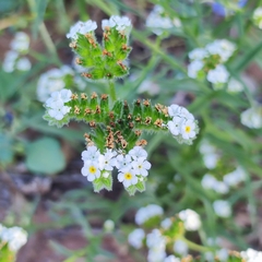 Heliotropium angiospermum