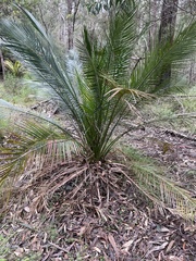 Macrozamia communis