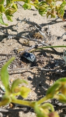 Gyriosomus kingi