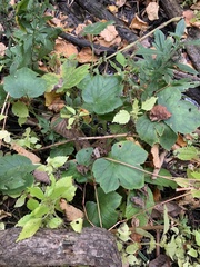 Ranunculus recurvatus
