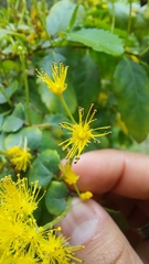 Azara serrata