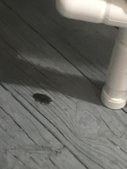 Periplaneta americana