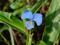 Commelina diffusa