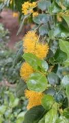 Azara serrata