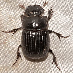 Copris minutus