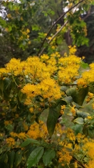 Azara serrata