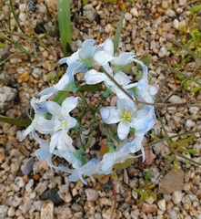 Zephyra elegans