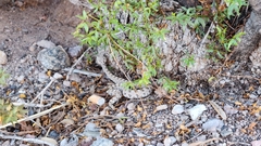Crotalus cerastes