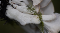 Bondarzewia occidentalis