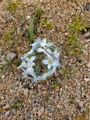 Zephyra elegans