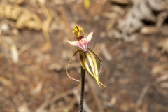 Caladenia tessellata