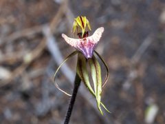 Caladenia tessellata
