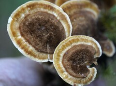 Bondarzewia occidentalis