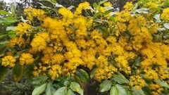 Azara serrata