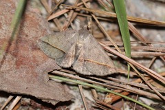 Argyrostrotis flavistriaria