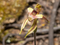 Caladenia tessellata