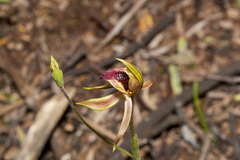 Caladenia tessellata