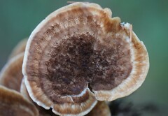 Bondarzewia occidentalis