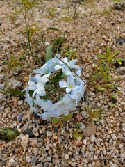 Zephyra elegans