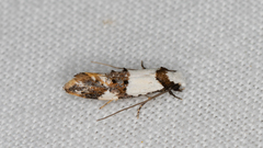 Monopis meliorella