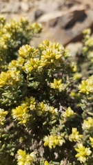 Spergularia arbuscula