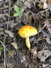 Pulveroboletus