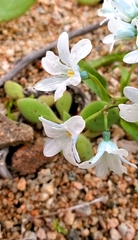 Zephyra elegans