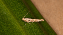 Anatrachyntis rileyi